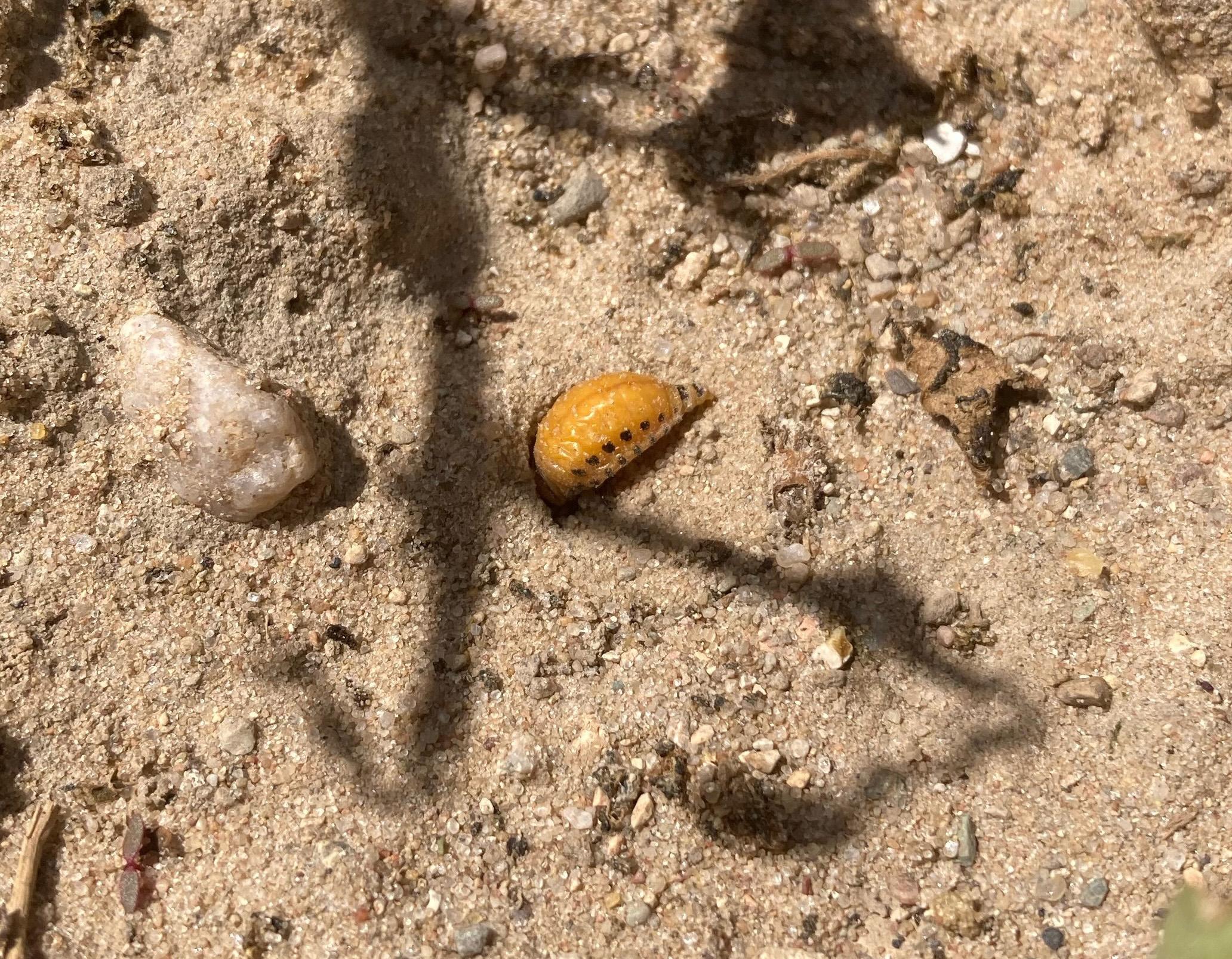 Pupating Colorado potato beetle larva in soil.